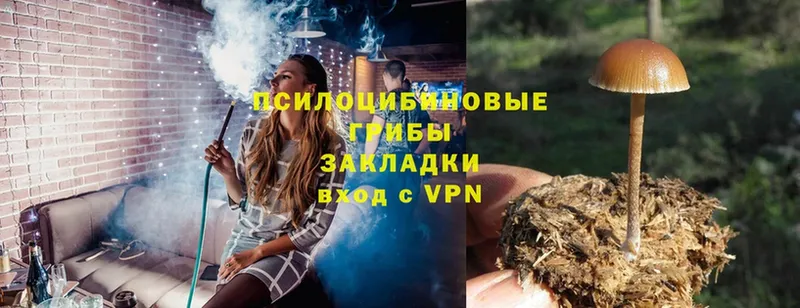 Галлюциногенные грибы Psilocybe  Ставрополь 